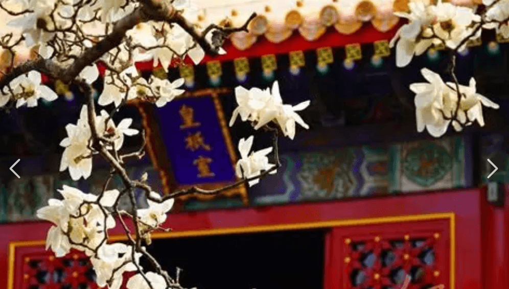 宫墙上花盛开-剧集封面